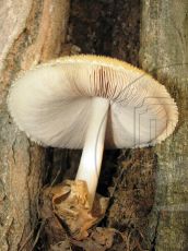 Volvariella-bombycina_5